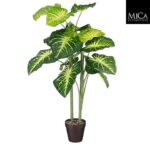 Caladium_100