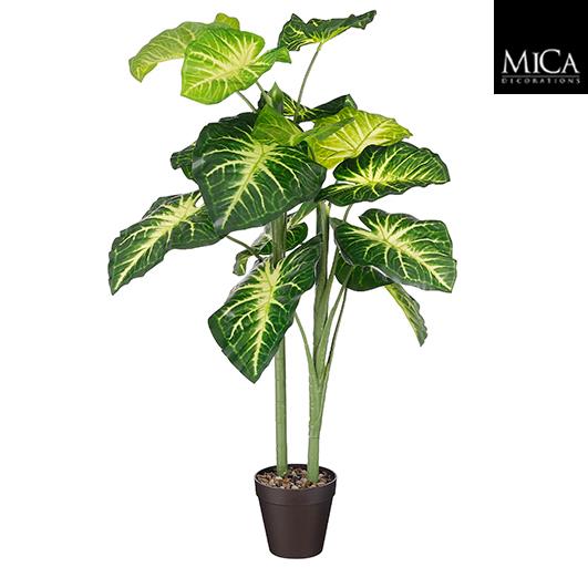 Caladium_100