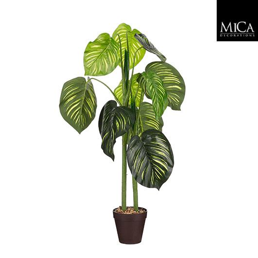 Caladium_100
