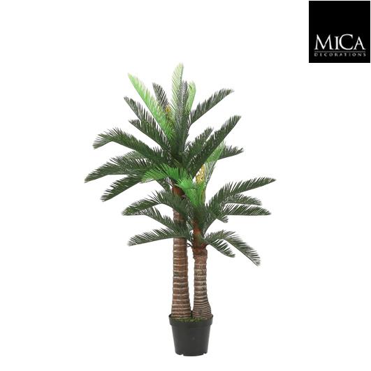 Cycas_palm_150