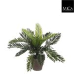 Cycas_palm_33