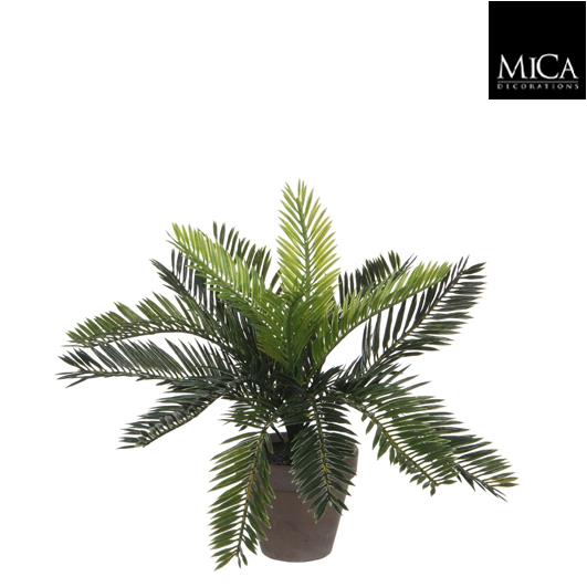 Cycas_palm_33