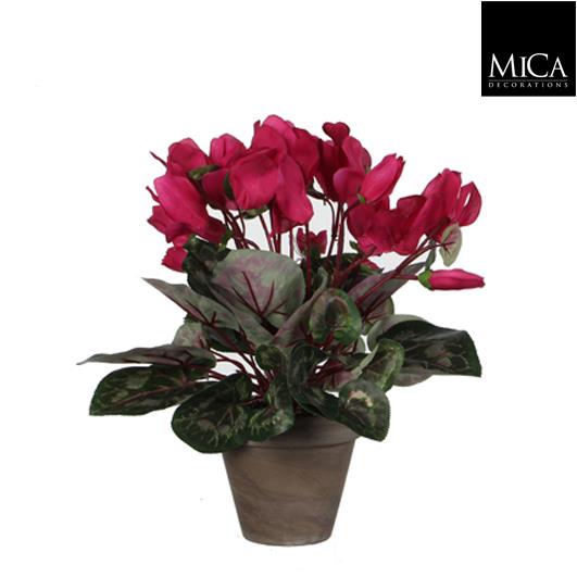 Cyclamen_pink