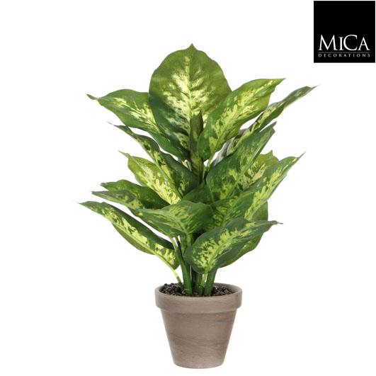 Dieffenbachia_40