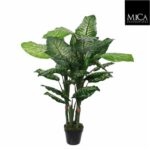 Dieffenbachia_120