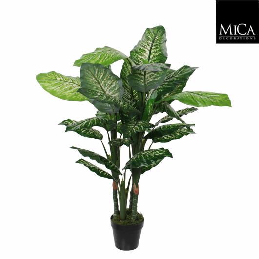 Dieffenbachia_120