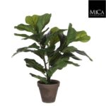 Ficus_Lyrata_35