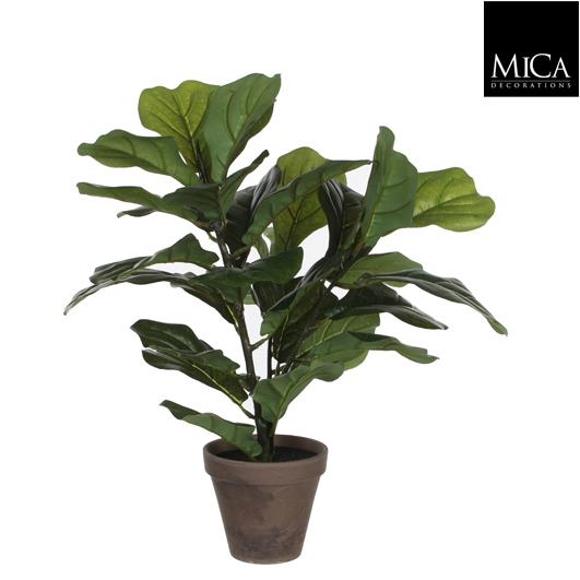 Ficus_Lyrata_35