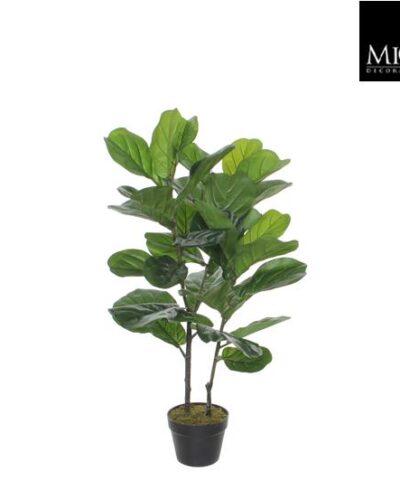Ficus_Lyrata_100