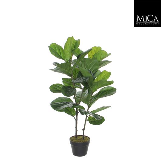 Ficus_Lyrata_100