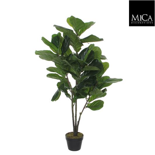 Ficus_Lyrata_120