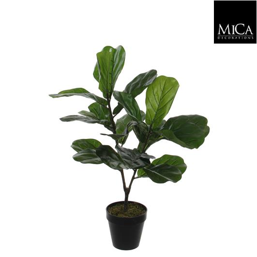 Ficus_Lyrata_75