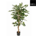 Ficus_green_150