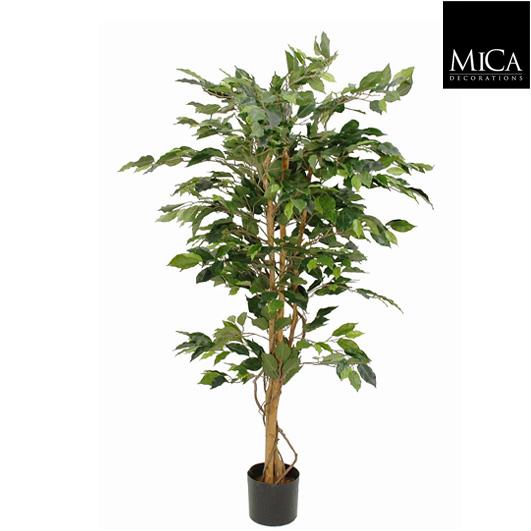 Ficus_green_150