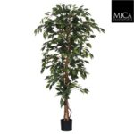 Ficus_green_180