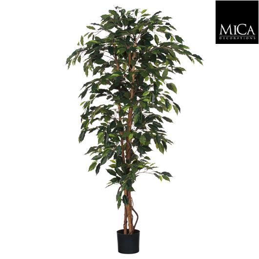 Ficus_green_180