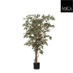Ficus_green_variegated