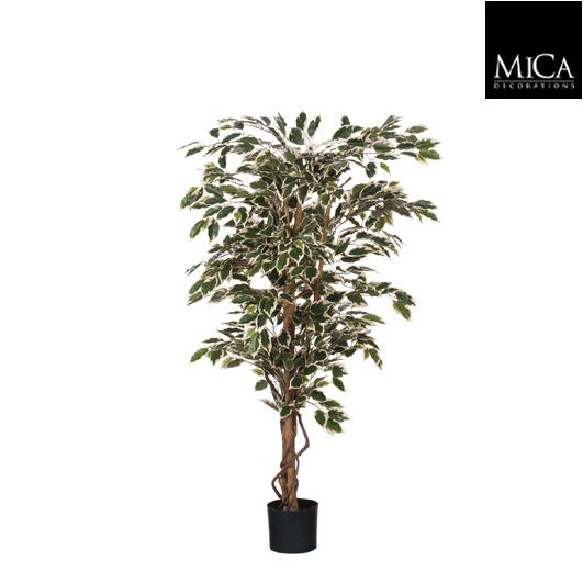 Ficus_green_variegated