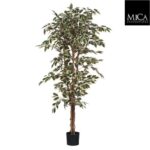 Ficus_variegated_180