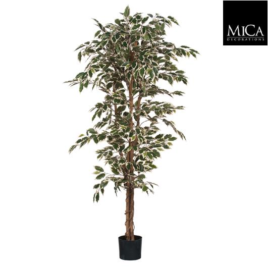 Ficus_variegated_180