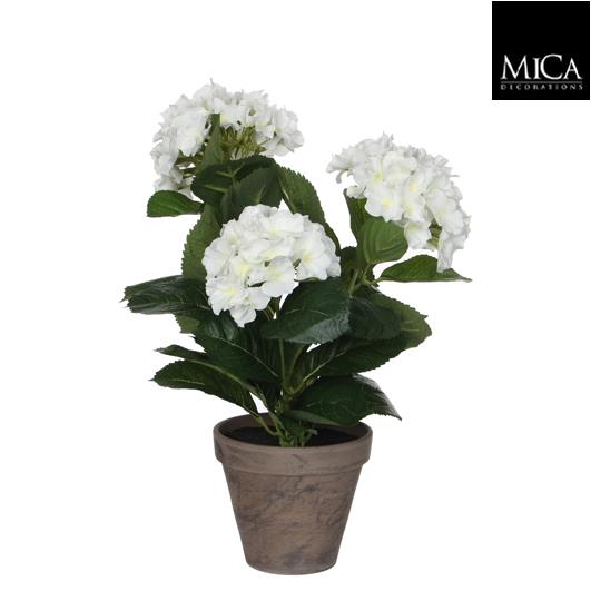 Hydrangea_white