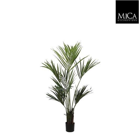 Kentia_palm_150