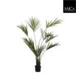 Kentia_palm_180