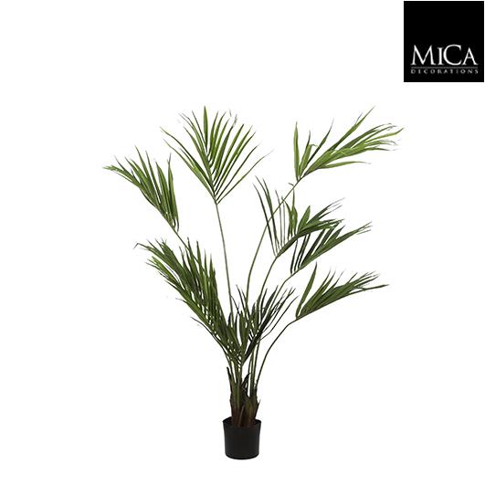 Kentia_palm_180