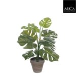 Monstera_48