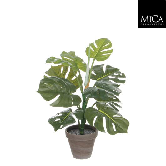 Monstera_48