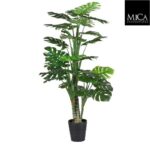 Monstera_160