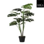 Monstera_100