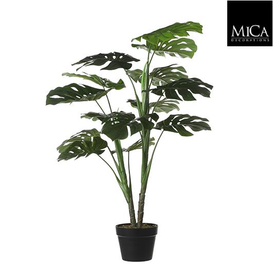 Monstera_100
