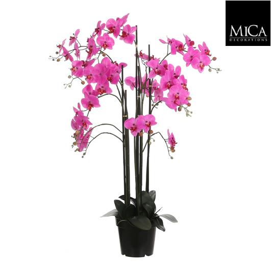 Phalaenopsis_117