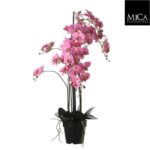Phalaenopsis_pink_97