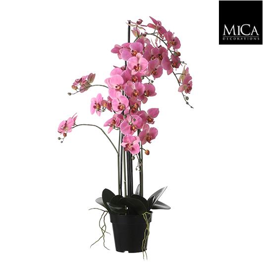Phalaenopsis_pink_97