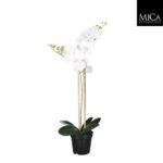Phalaenopsis_white_70