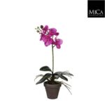 Phalaenopsis_purpl_48
