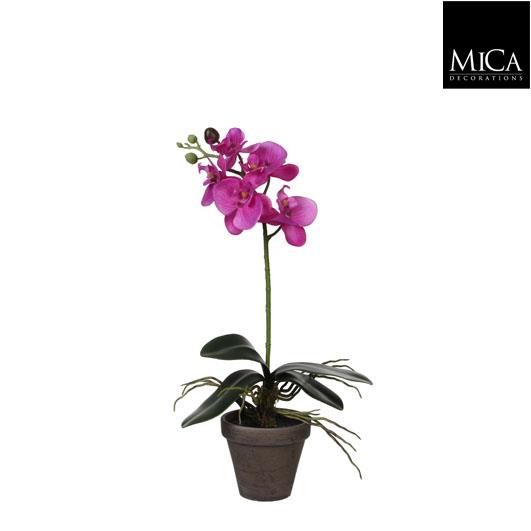 Phalaenopsis_purpl_48