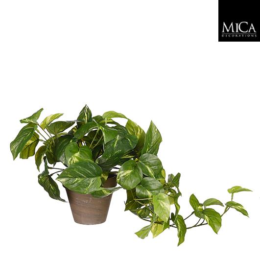 Pothos_44