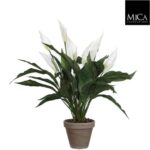 Spathiphyllum_white_70