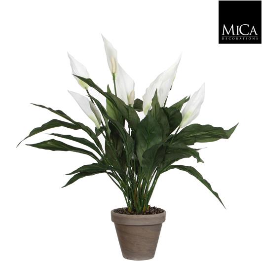 Spathiphyllum_white_70