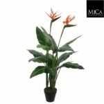 Strelitzia_110