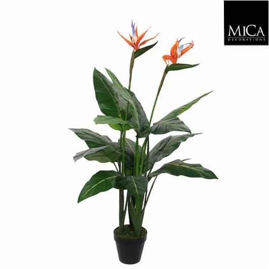 Strelitzia_110