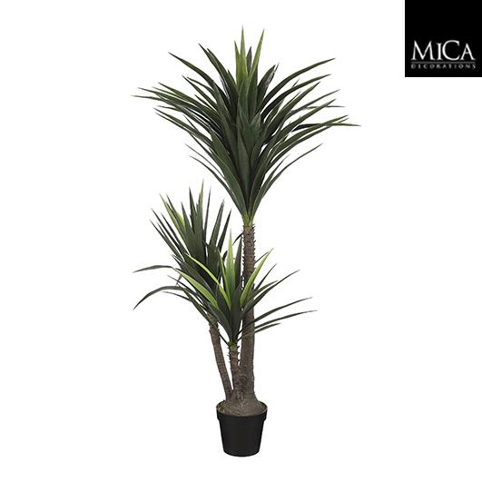 Yucca_160