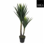 Yucca_120