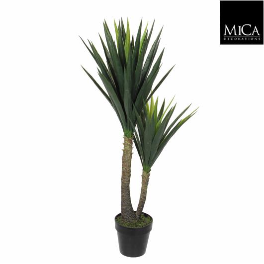 Yucca_120