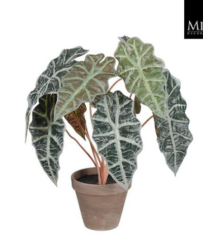 Alocasia_44