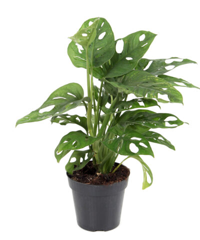 monstera_monkey