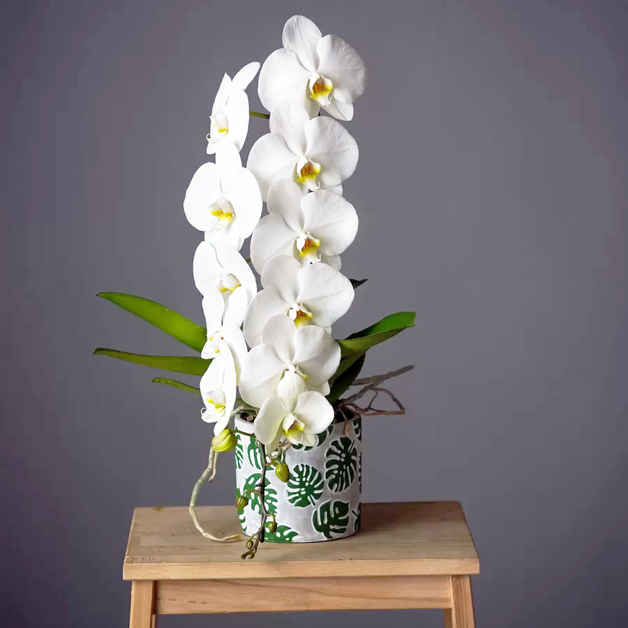 Phalaenopsis_Formidablo